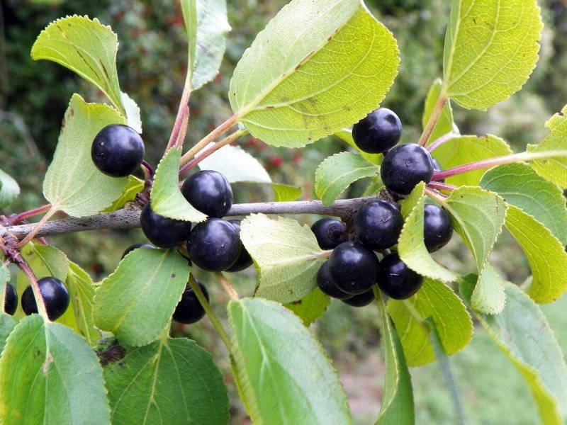 Крушина Rhamnus