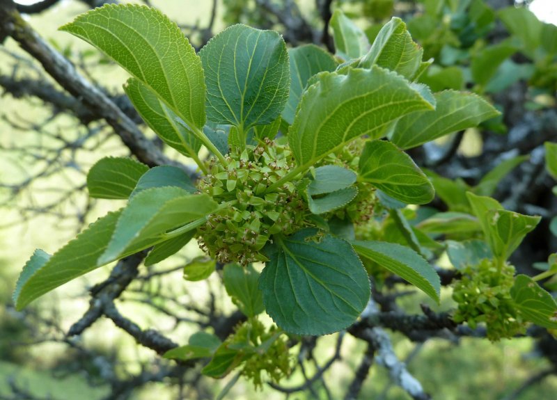 Крушина слабительная (Rhamnus cathartica)