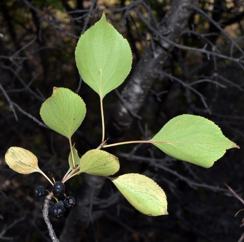 Жостер слабительный (Rhamnus cathartica) дерево