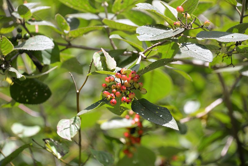 Калина Viburnum дерево