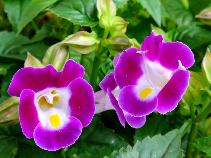 Торения Фурнье Kauai Magenta