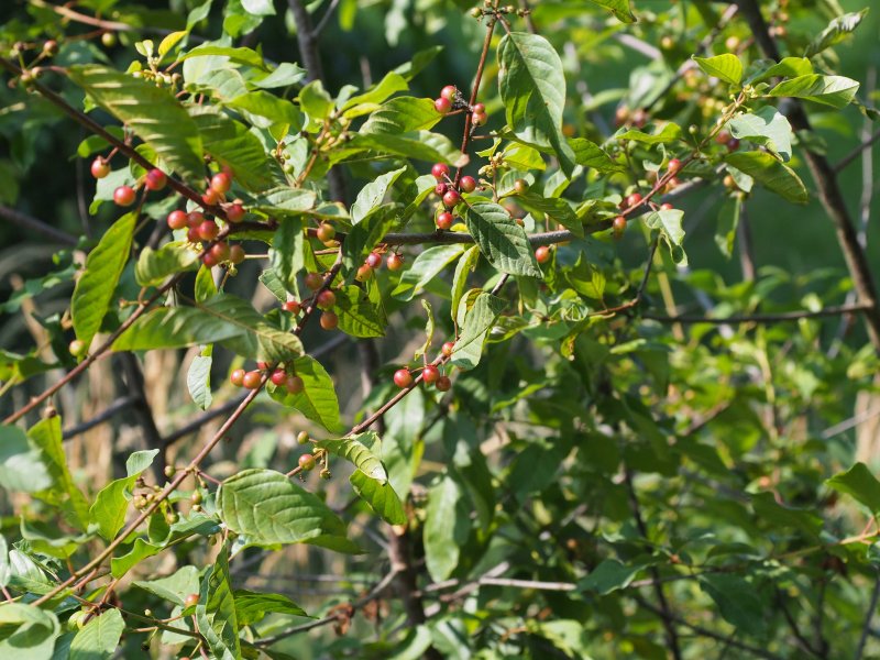 Крушина ольховидная Frangula Alnus