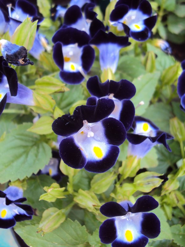 Торения Kauai Blue & White