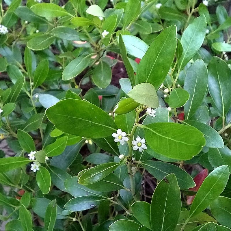 Крушина слабительная (Rhamnus cathartica)