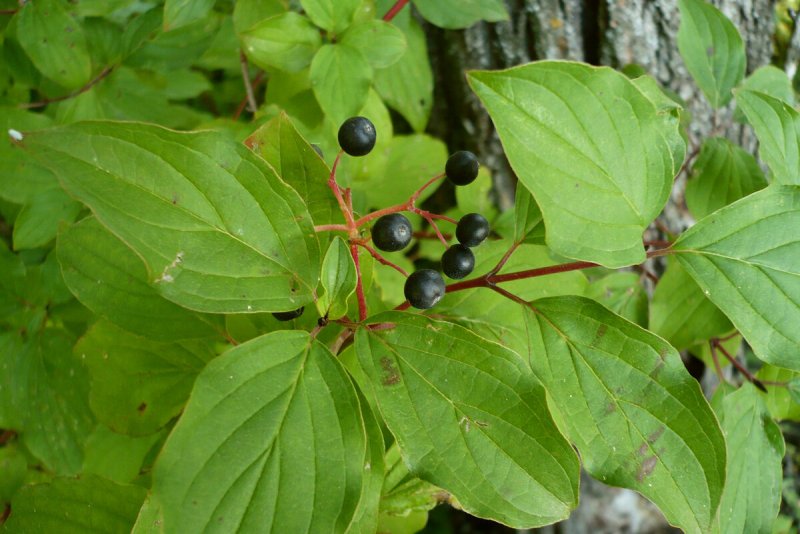 Семейство Rhamnaceae в медицине