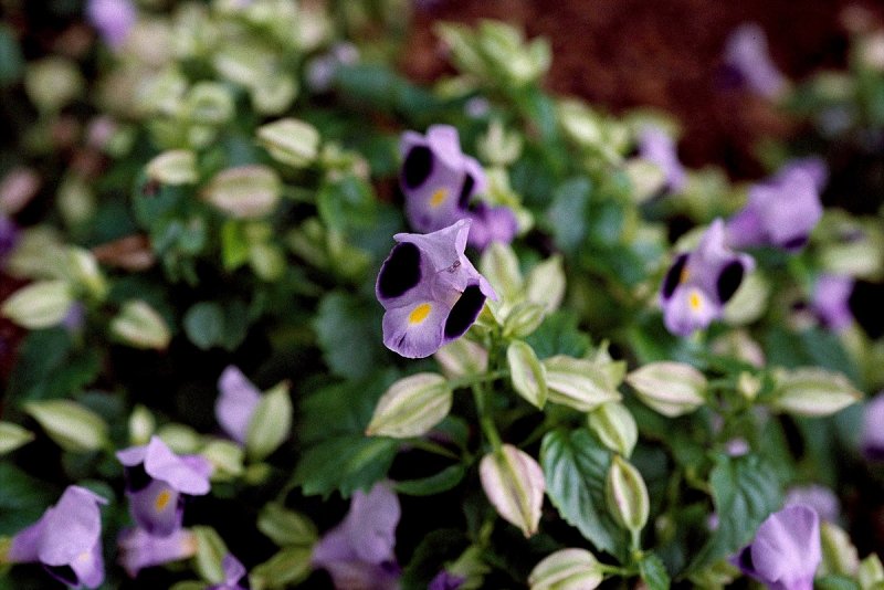 Wishbone Flower