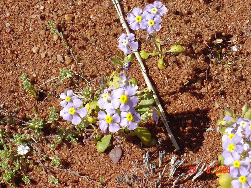 Prostanthera rotundifolia