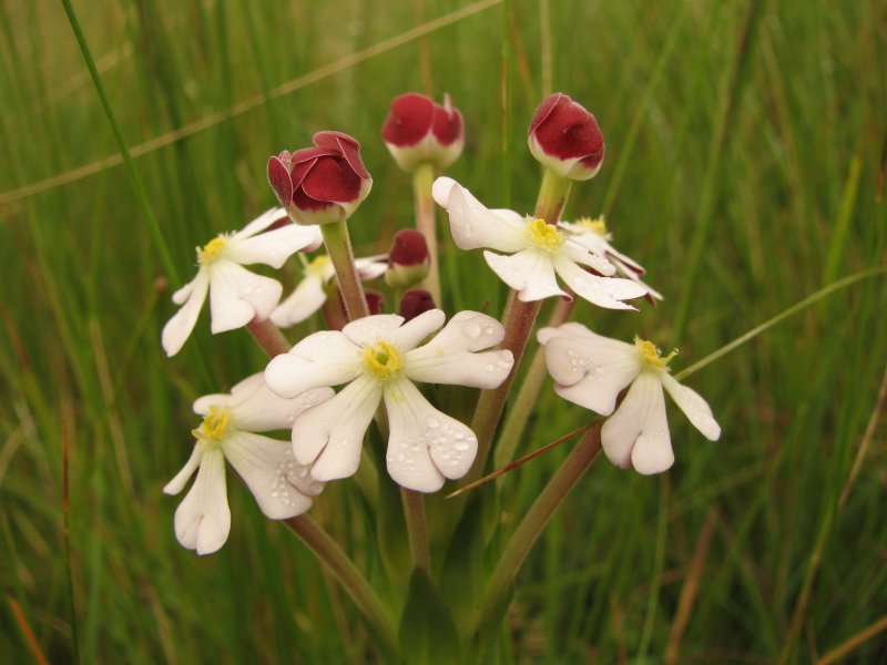 Залузианския Zaluzianskya ovata Star balsam