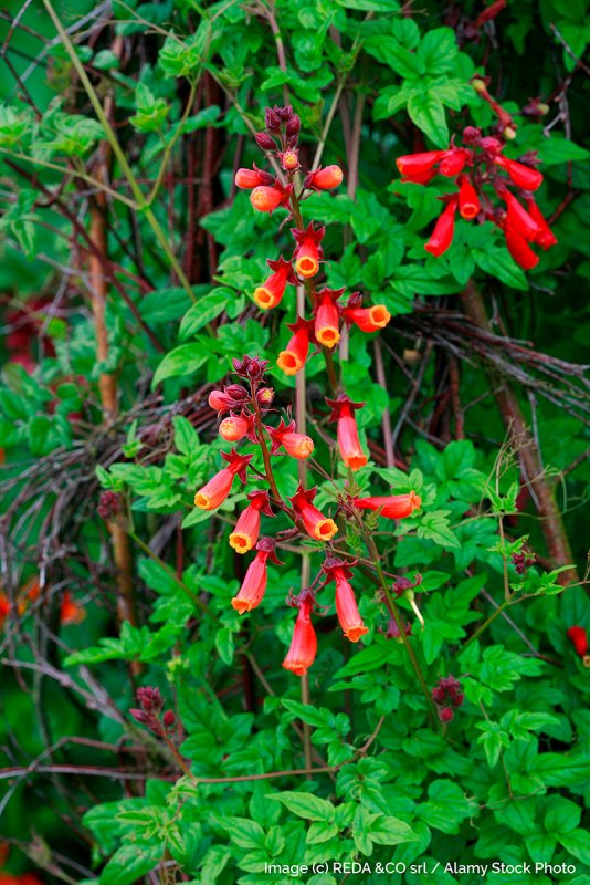 Eccremocarpus scaber Mixed (Эккремокарпус)