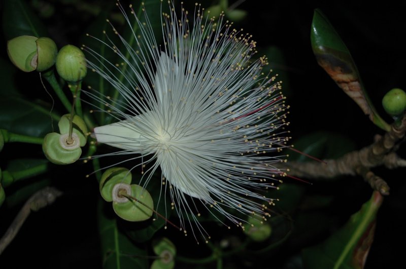 Barringtonia racemosa