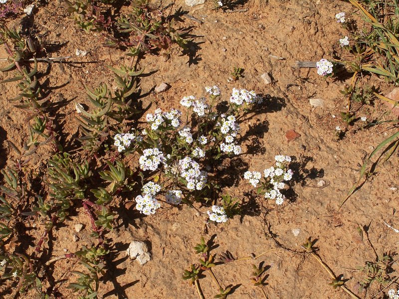 Schizanthus x. wisetonensis