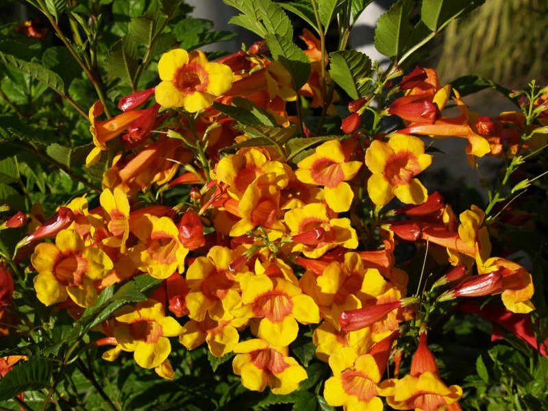 Жимолость japonica purpurea