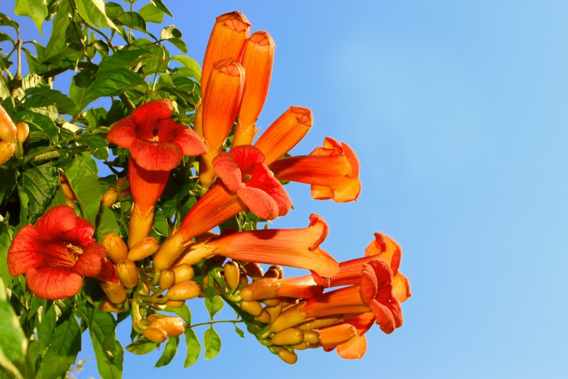 Tropaeolum tuberosum