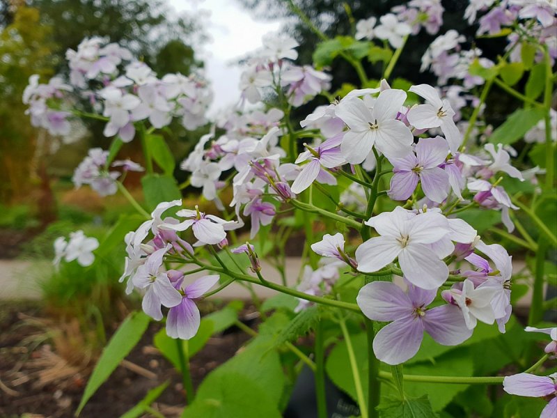 Oxalis corniculata