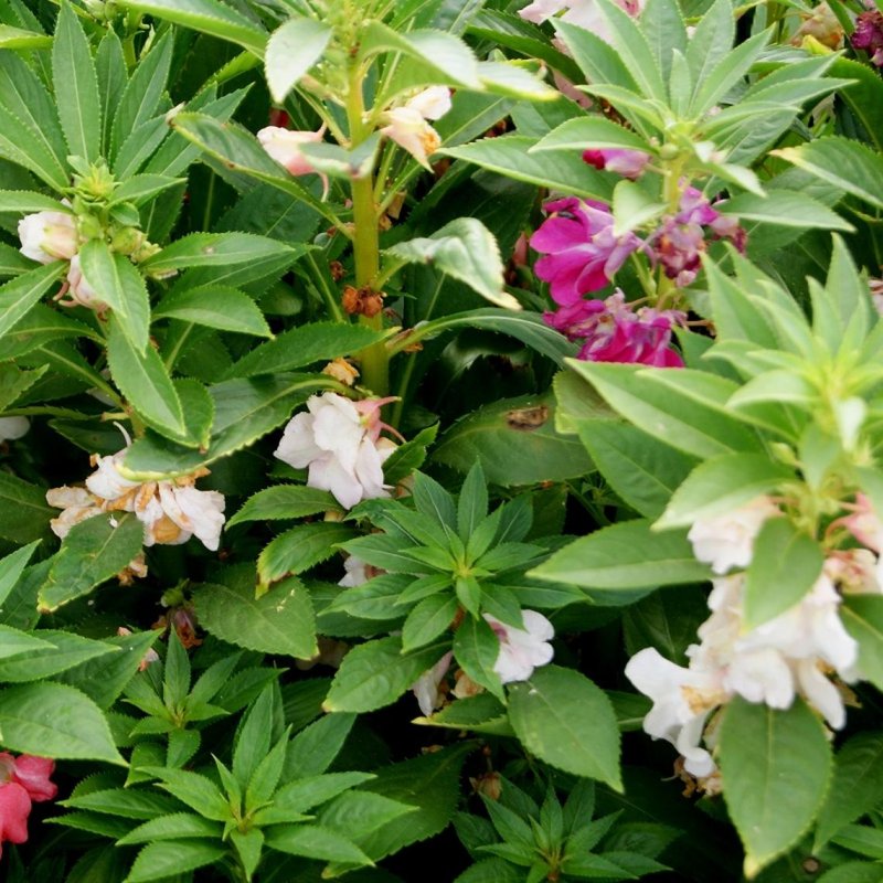 Alstroemeria haemantha