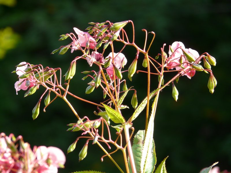 Phlomis macrantha