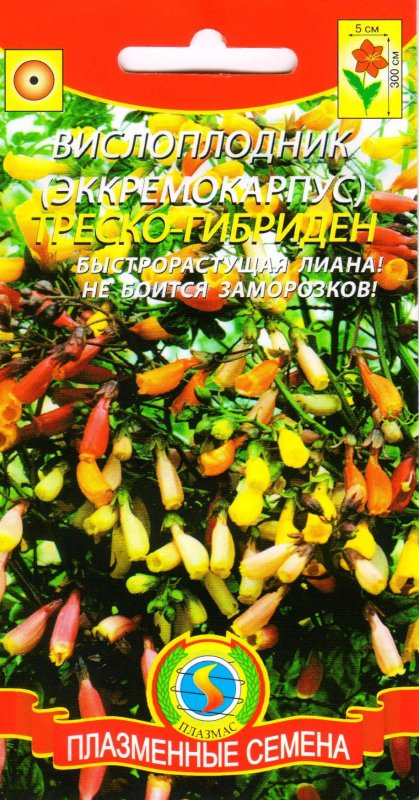 Ец/Эккремокарпус Волшебная флейта (шероховат,смесь) 0,025г