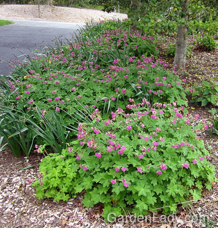 Geranium macrorrhizum