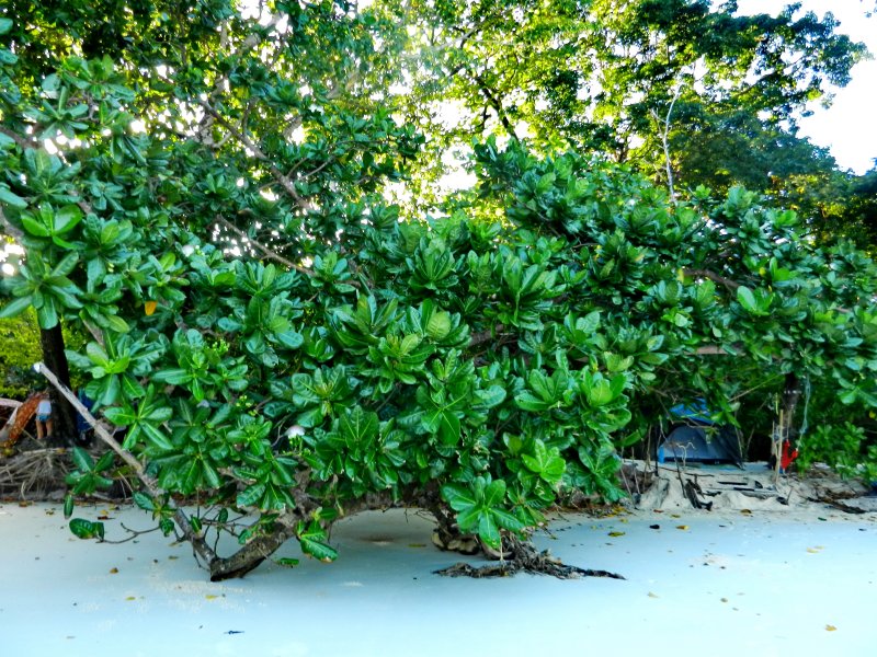 Barringtonia racemosa