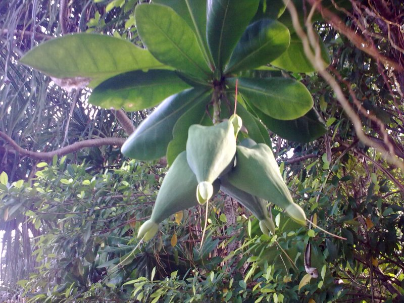 Barringtonia acutangula
