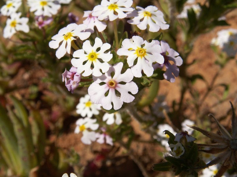 Zaluzianskya ovata 'Star balsam'