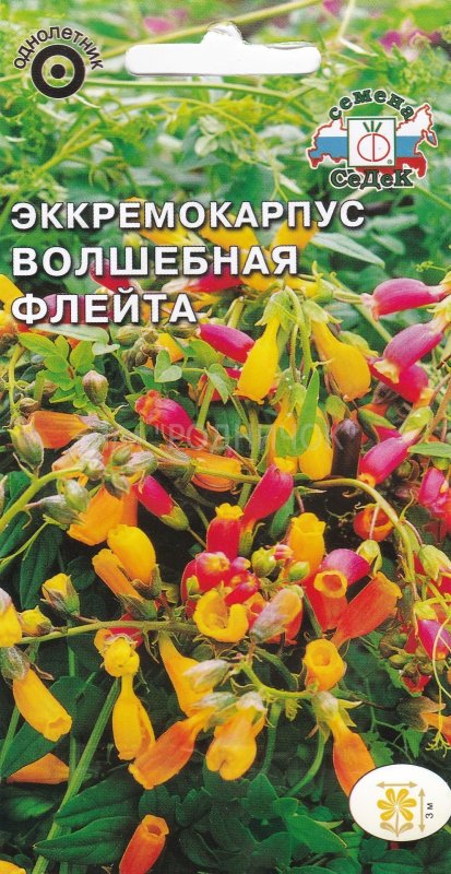 Лиана фасоль декоративная