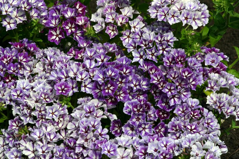 Tsaga balsam