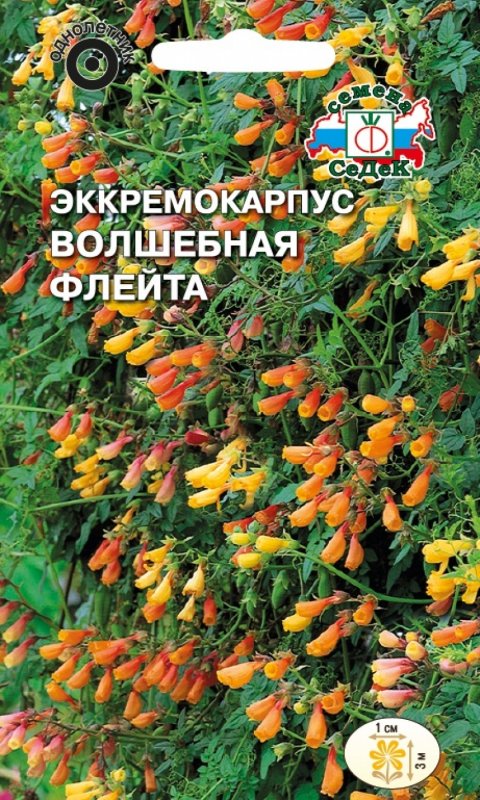 Текома кампсис