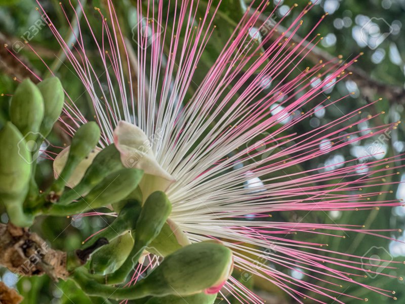 Barringtonia racemosa