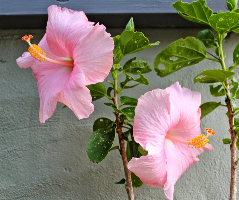 Rosa sinensis