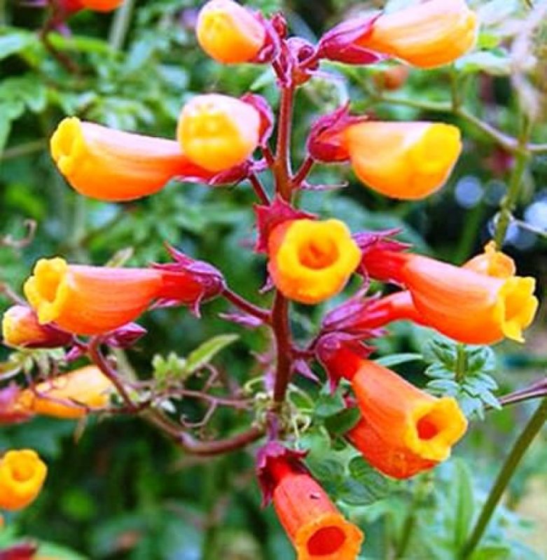 Оранжевая Канна – Orange canna