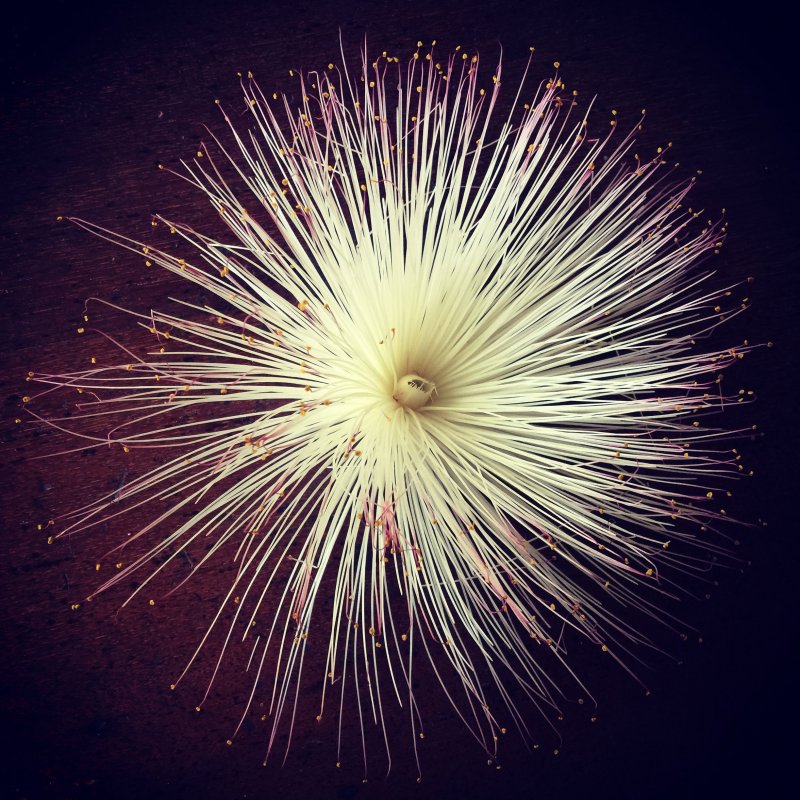 Barringtonia calyptrata