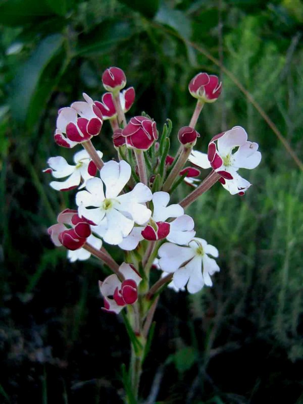 Syncolostemon Candy Kisses