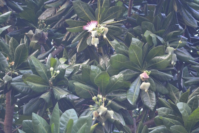 Баррингтония14 Barringtonia-acutangula