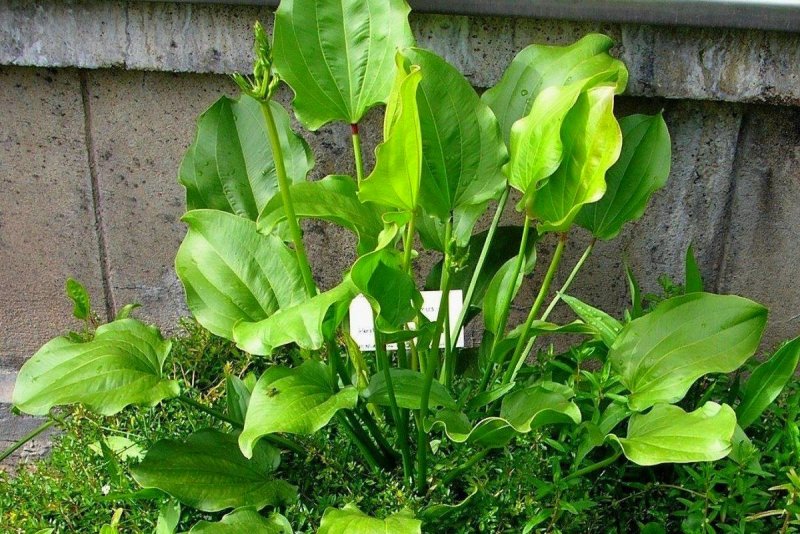 Эхинодорус cordifolius