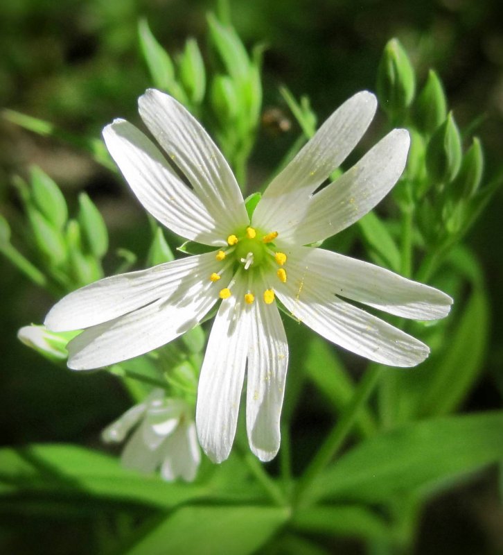 Звездчатка Болотная Stellária palústris