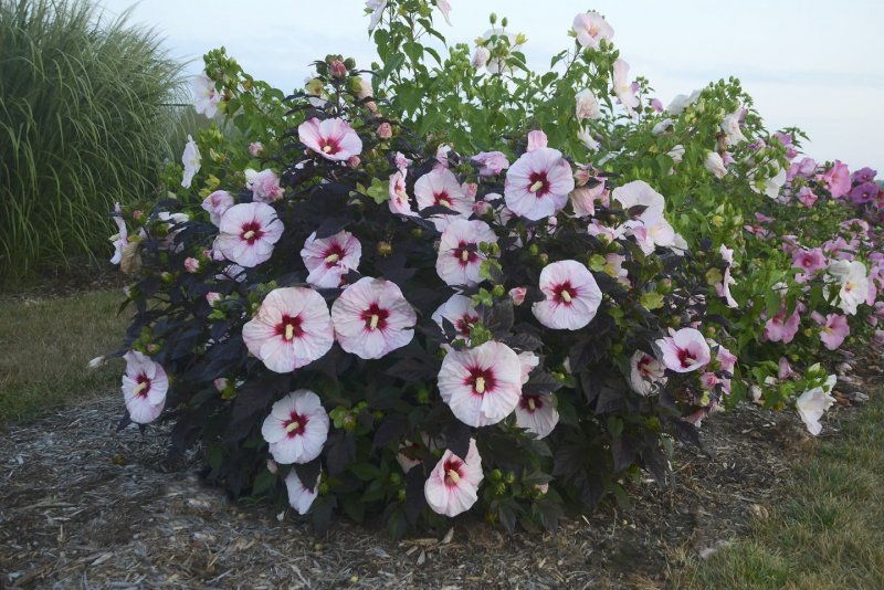 Гибискус Rose Flake