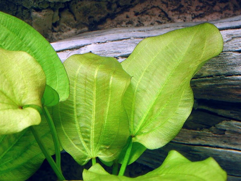 Эхинодорус Пауль Клокер (Echinodorus Paul Kloecker)