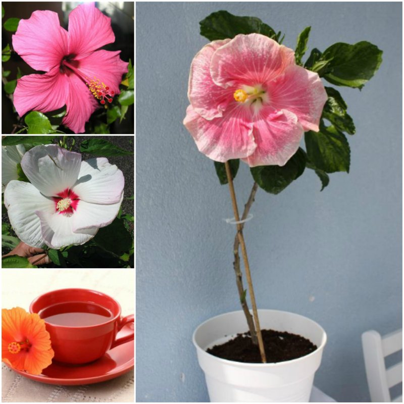 Гибискус «Rosa»