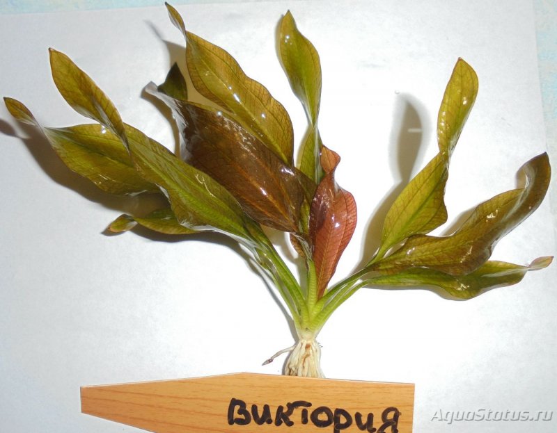 Эхинодорус Блехера аквариумное
