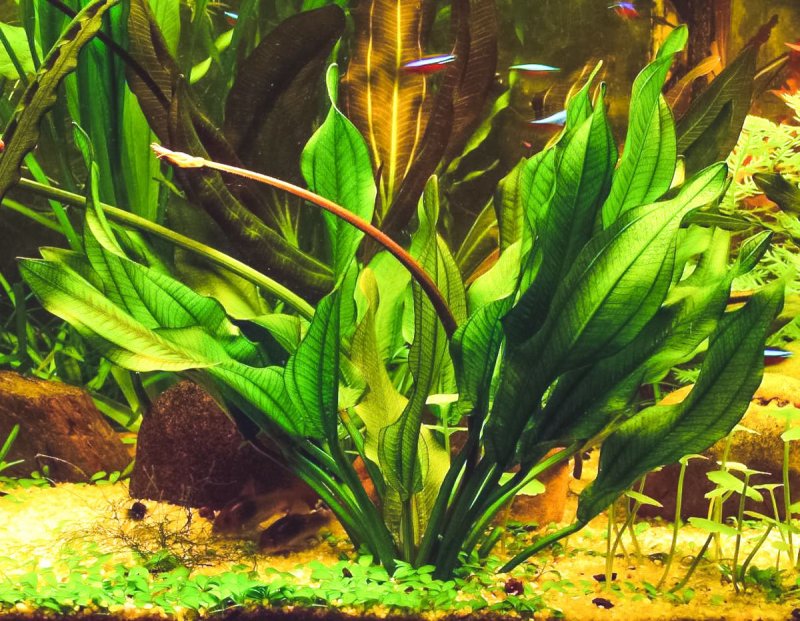 Эхинодорус кордифолиус (Echinodorus cordifolius)