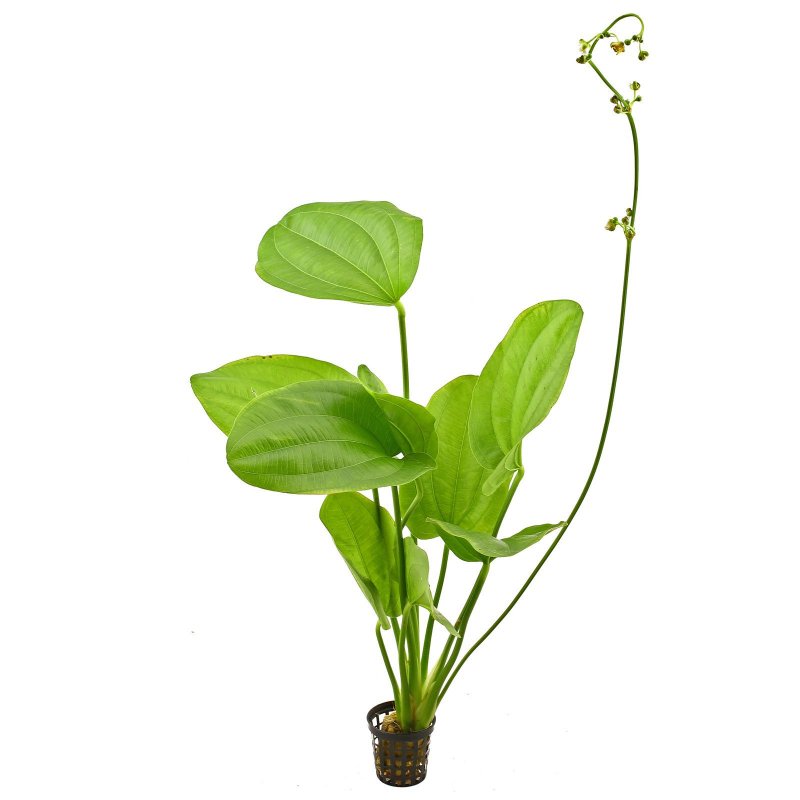 Echinodorus cordifolius