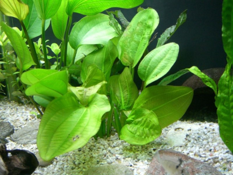 Эхинодорус "малый медведь" (Echinodorus "kleiner Bar")