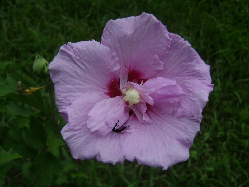Гибискус Rosa sinensis