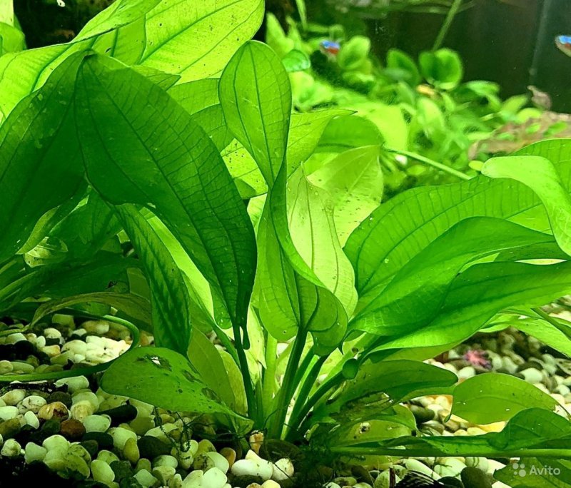 Эхинодорус крапчатый (Echinodorus aspersus)