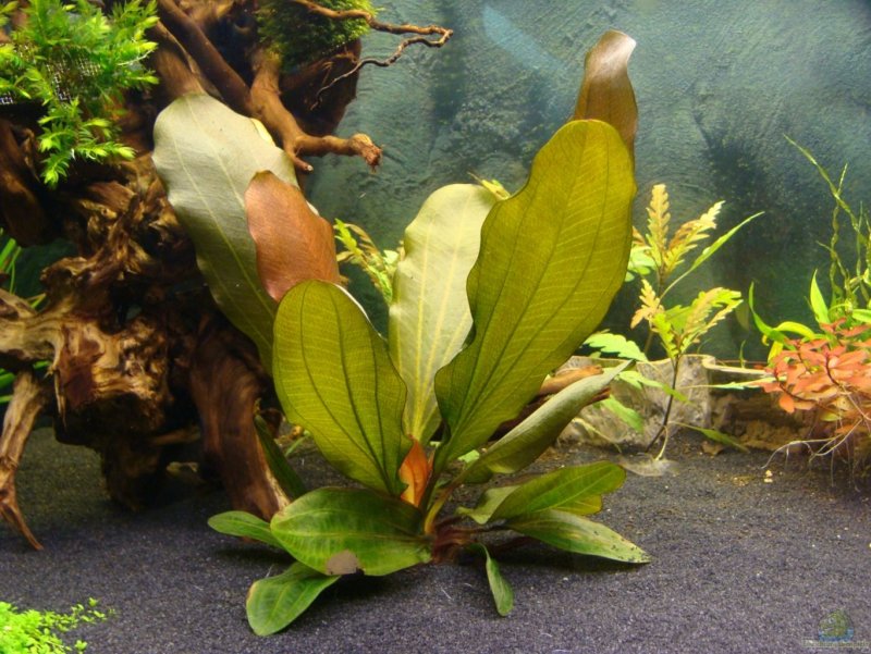 Echinodorus cordifolius