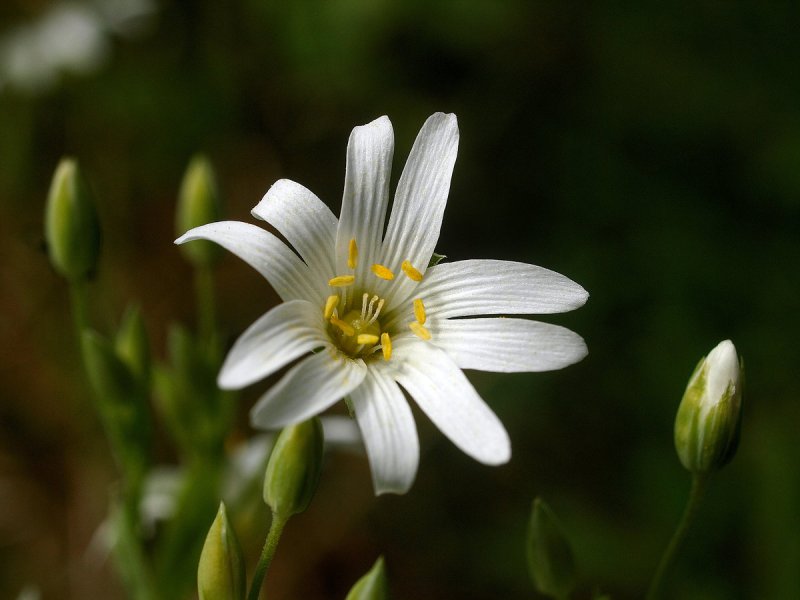Звездчатка Болотная Stellária palústris