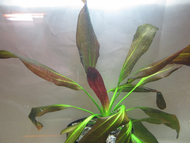Эхинодорус Озирис Echinodorus Osiris