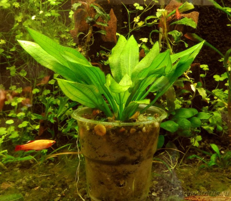 Эхинодорус кордифолиус (Echinodorus cordifolius)