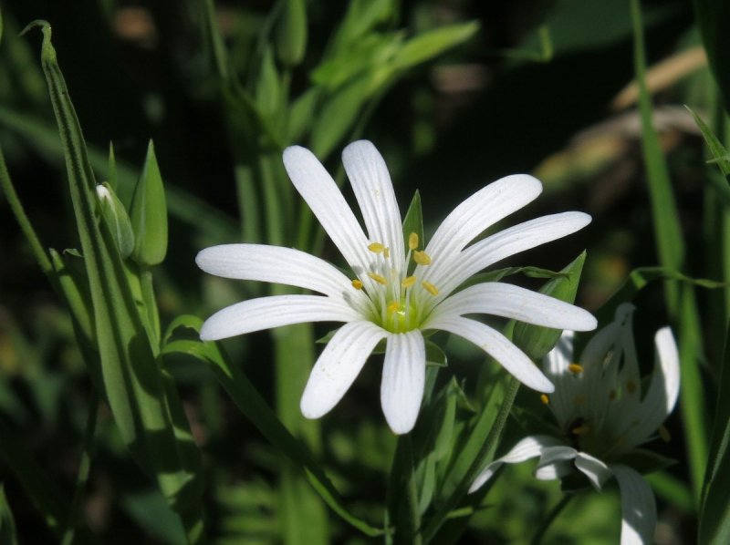 Звездчатка ланцетовидная — Stellaria holostea